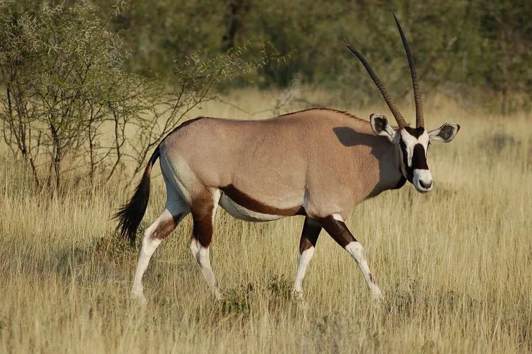 A gemsbok crossing grassland in Etosha National Park, Namibia