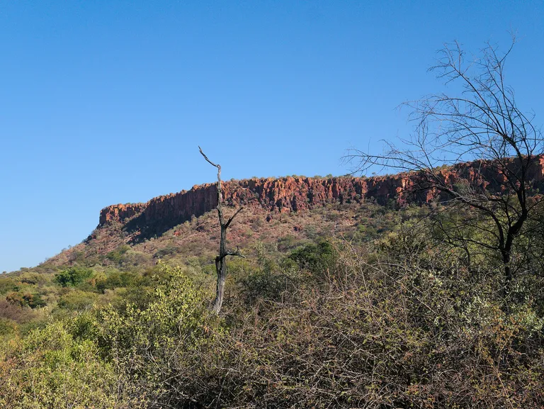 The red escarpment of the Waterberg Plateau above dry woodland, Namibia